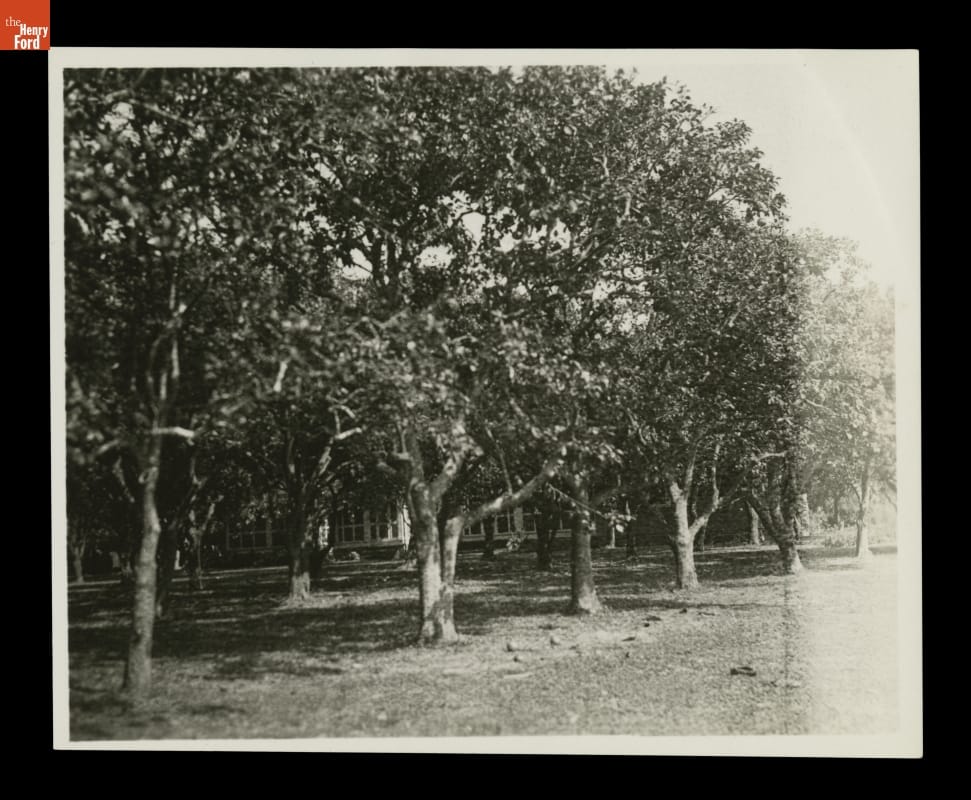 Grounds of "The Mangoes," Winter Estate of Henry and Clara Ford, circa 1925