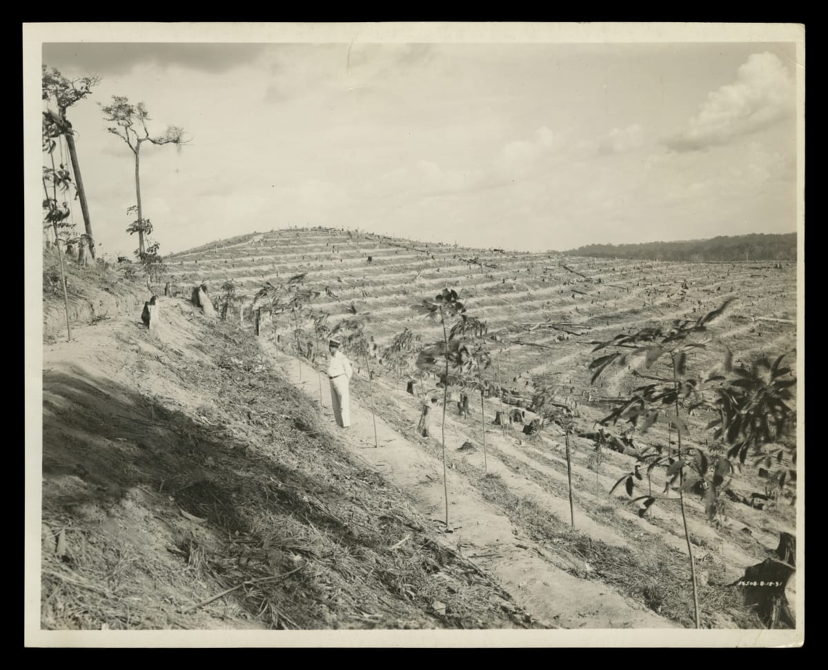 Plantation Manager John Rogge with Young Rubber Trees in Terraces, Fordlandia, Brazil, 1931