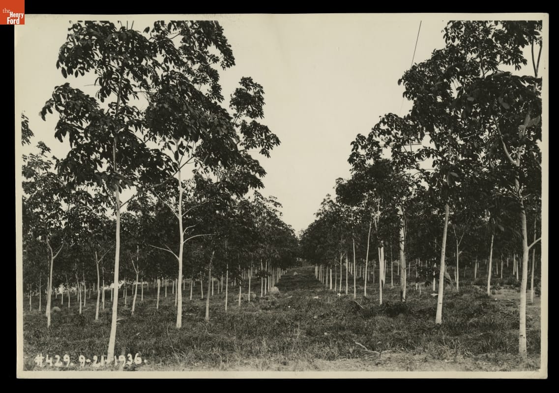 Young Rubber Trees, Fordlandia, Brazil, 1936