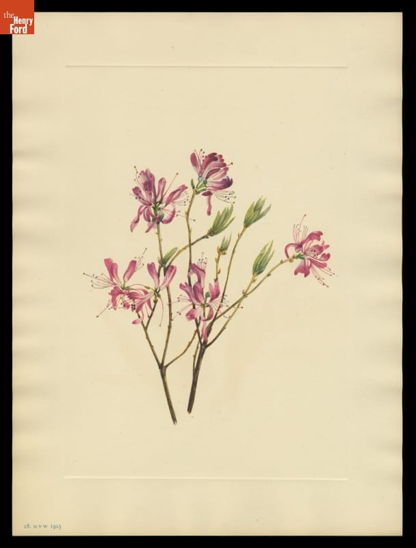 Print of Mary Vaux Walcott Wildflower Sketch, "Rhodora," 1925