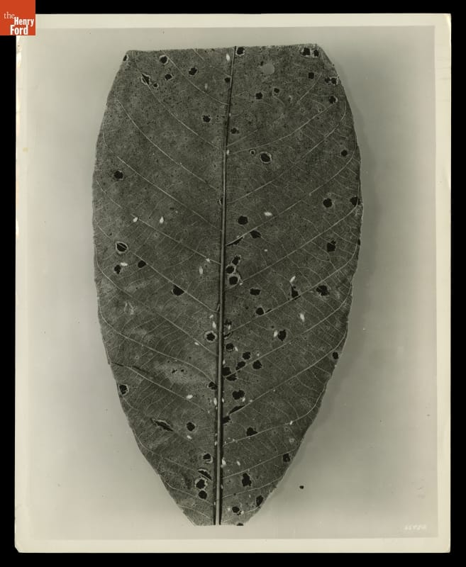 Diseased Rubber Plant, Fordlandia, Brazil, April 1936