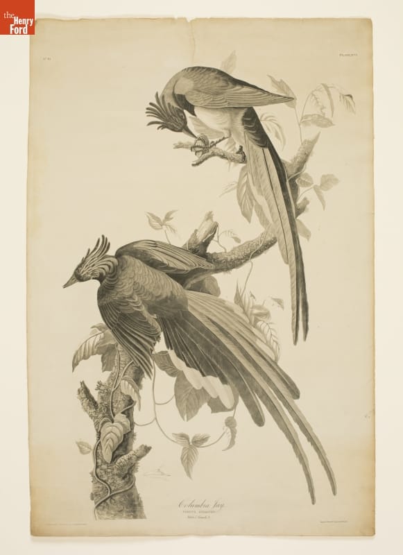 Engraving, "Columbia Jay - Corvus Bullockil," 1827-1838