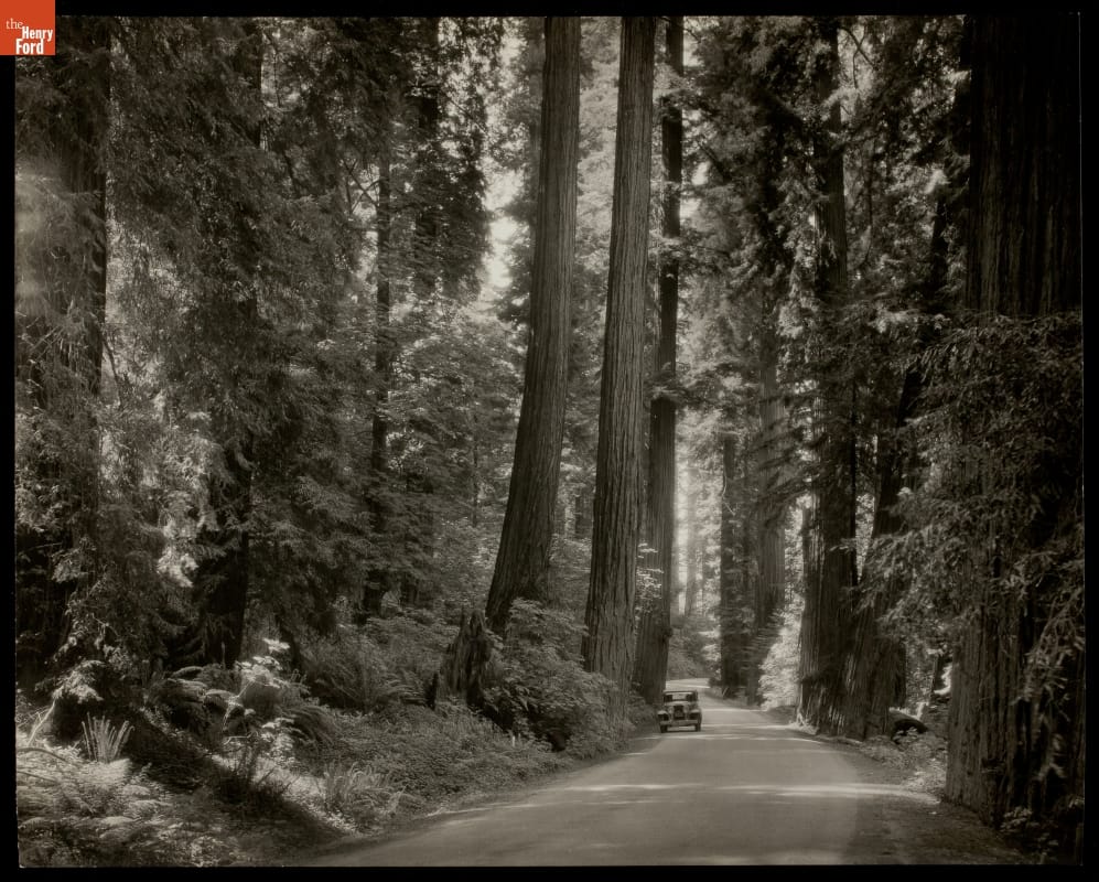 Driving Through the Redwoods, California, 1935