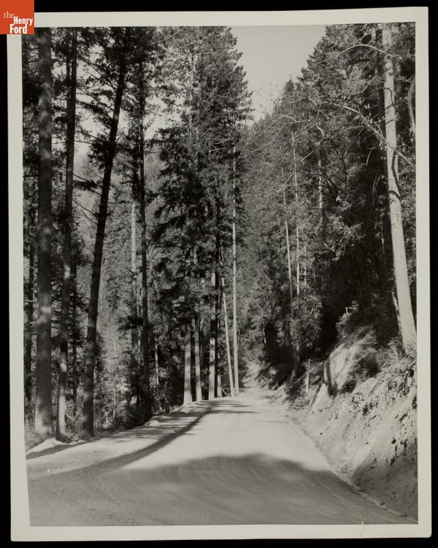 Road Through the Redwood Forest, California, 1933