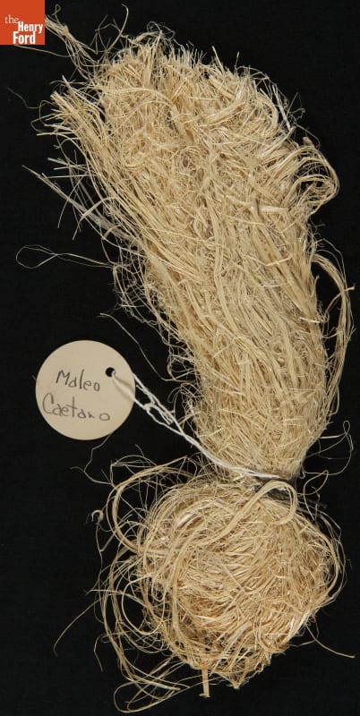 "Plant Samples--Sample #51--Maleo Caetano, 1931"