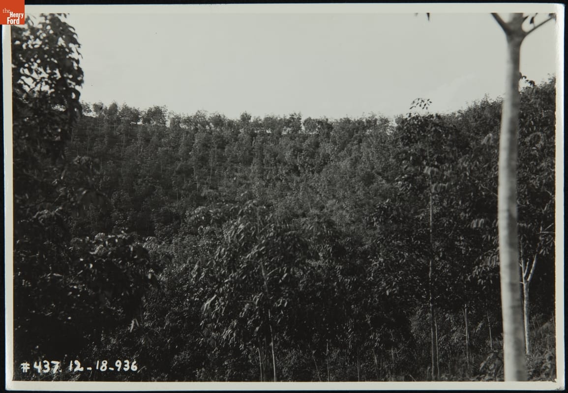 Rubber Trees on a Steep Ridge, Fordlandia Rubber Plantation, Brazil, 1936