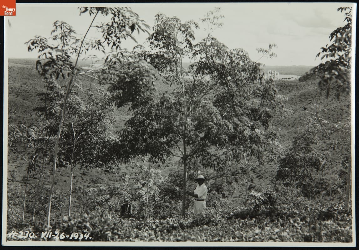 Worker with Rubber Tree, Fordlandia Plantation, 1934