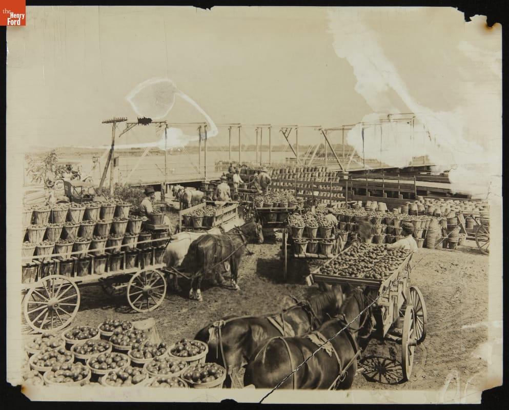 Harvested Tomatoes Hauled in Wagons to Dock for Shipping, circa 1910