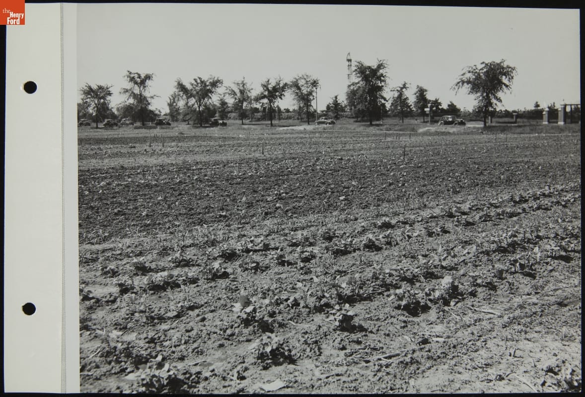 Ford Employees' Victory Garden, June 1944