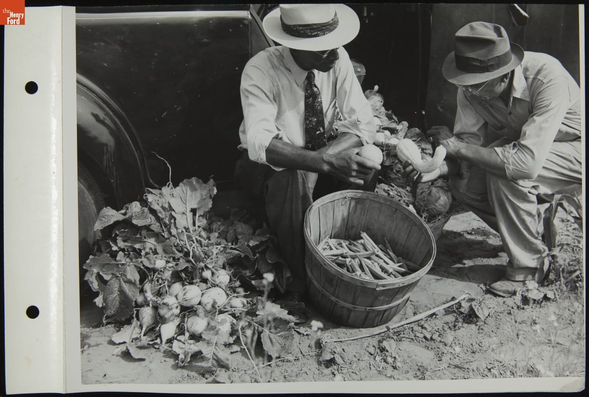 Men Harvesting Vegetables in a Victory Garden, August 1944