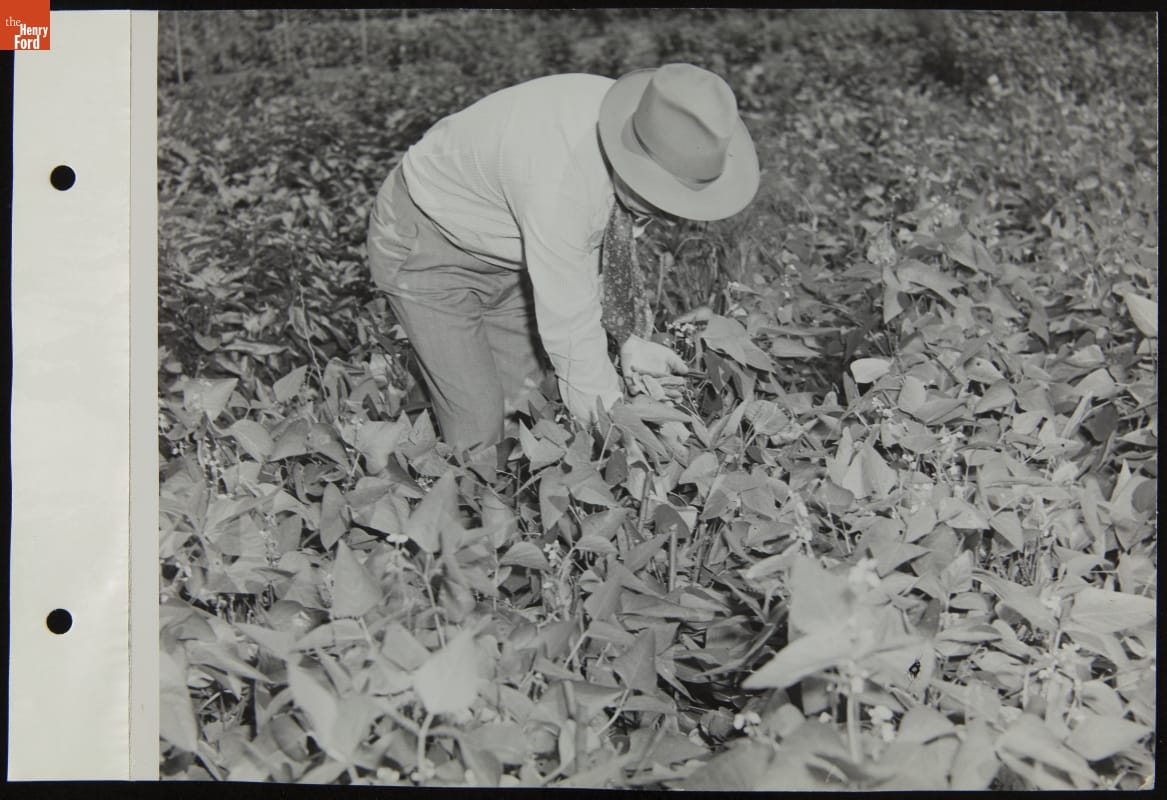 Man Working in Victory Garden, August 1944