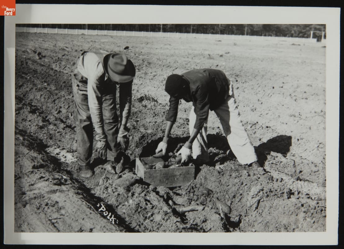 Harvesting Vegetables, Richmond Hill, Georgia, circa 1940