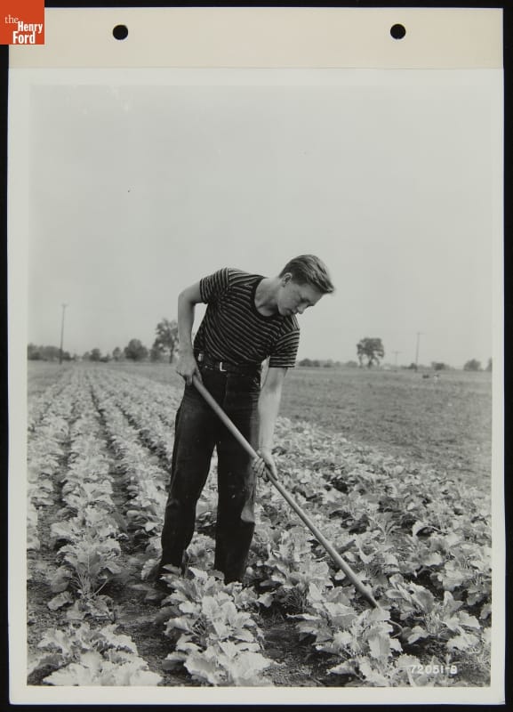 Camp Willow Run Working Farm, Ypsilanti, Michigan, July 1939