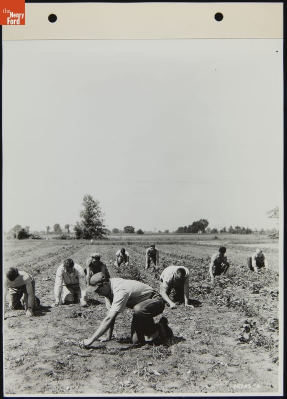 Boys Working Camp Willow Run Farm, June 1941