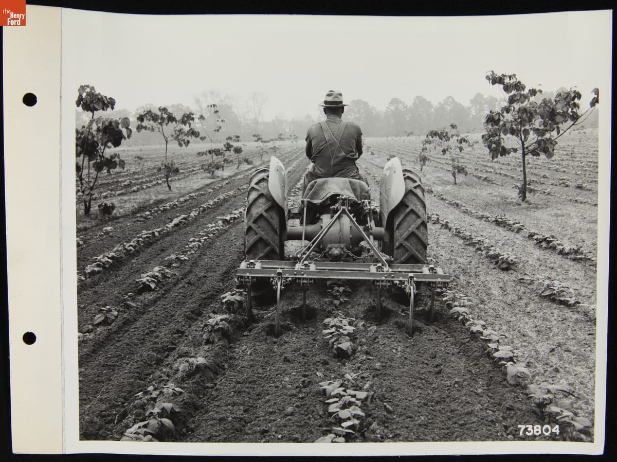 A Man Drives a Ford Ferguson Tractor to Cultivate Snap Beans, May 31, 1940