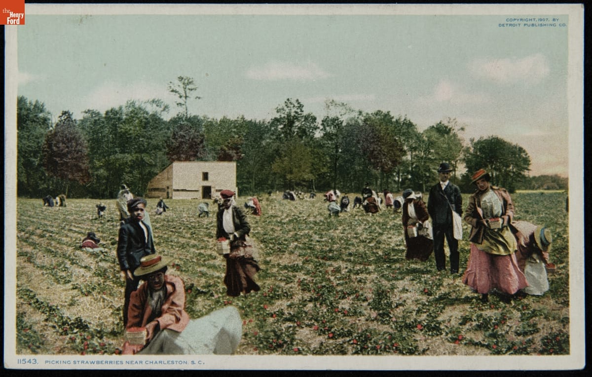 Picking Strawberries Near Charleston, S.C., 1907