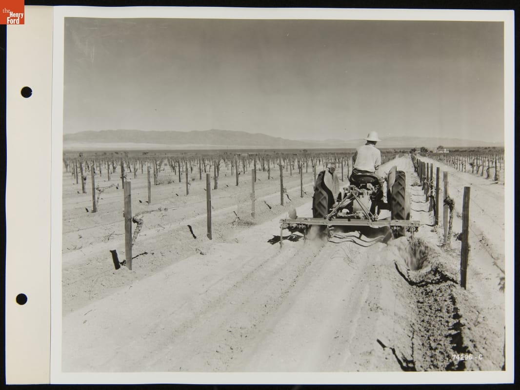 Ford-Ferguson 9N Tractor Cultivating Grapes, September 9, 1940