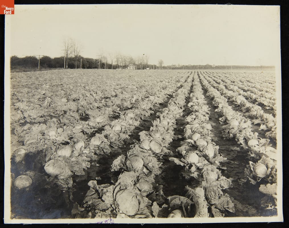 Cabbage Field, H. J. Heinz Company, circa 1920