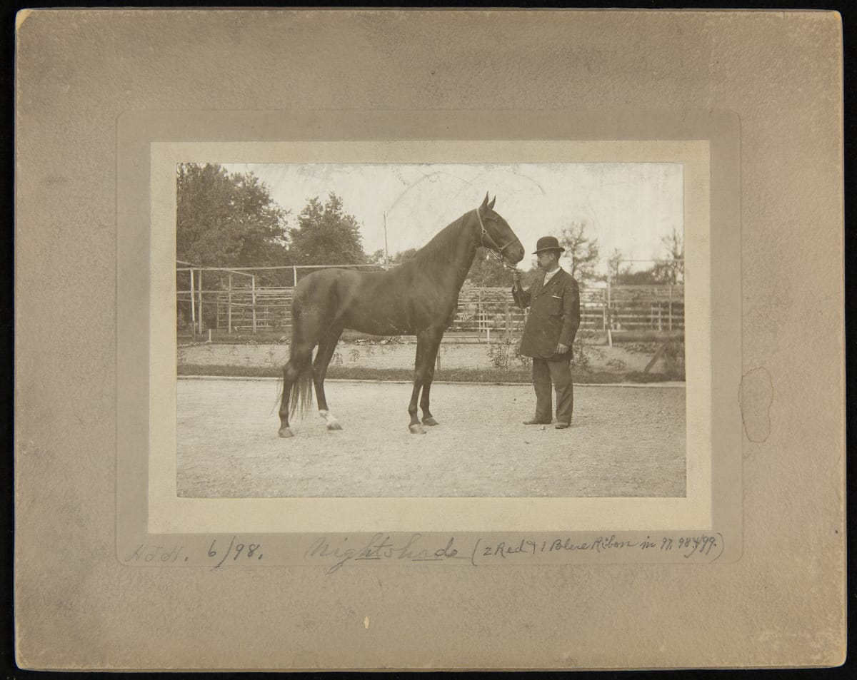Nightshade the Prize-Winning Horse, H. J. Heinz Company, Pittsburgh, Pennsylvania, June 1898