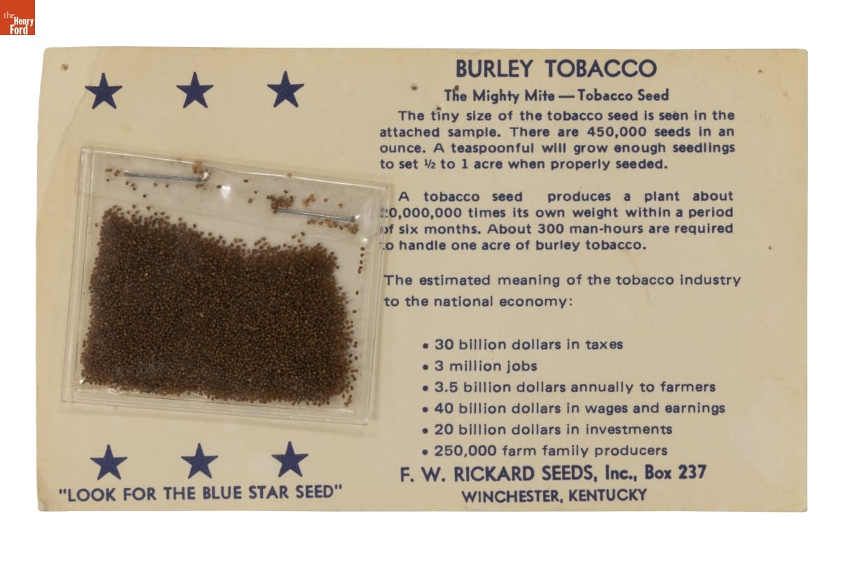Raw TN 86 Burley Tobacco Seed Sample