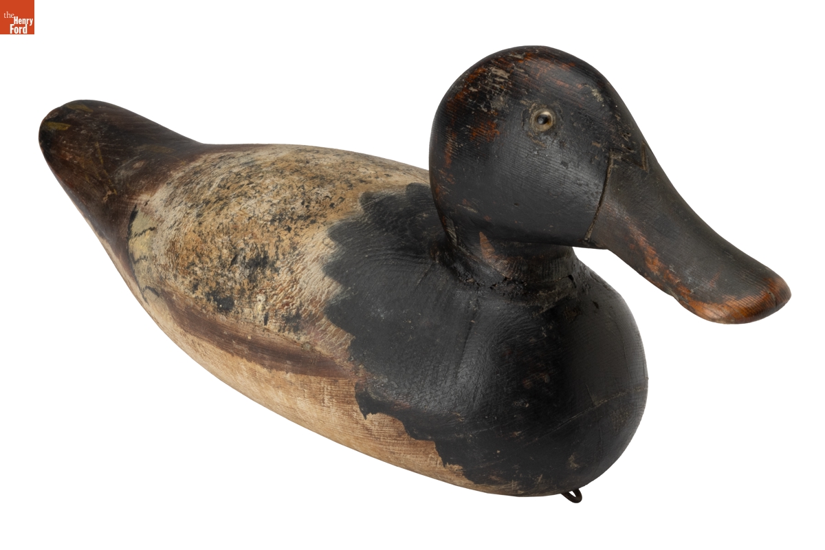 Lesser Scaup, 1883-1894