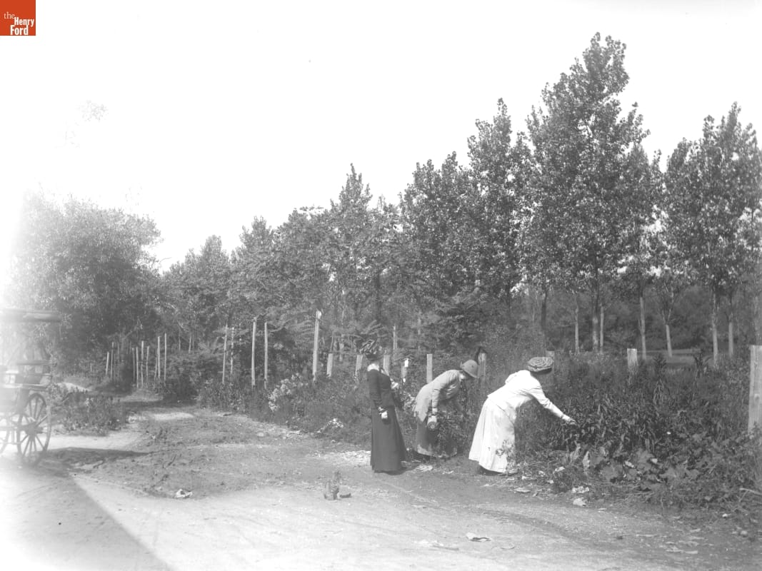 Hemlock City, Picking Burrs, 1890-1915