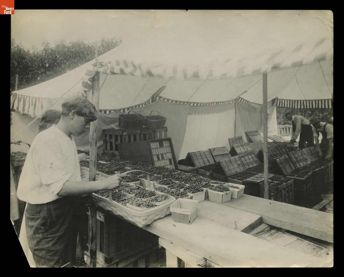 Sorting and Crating Small Fruit in a Tent, circa 1923