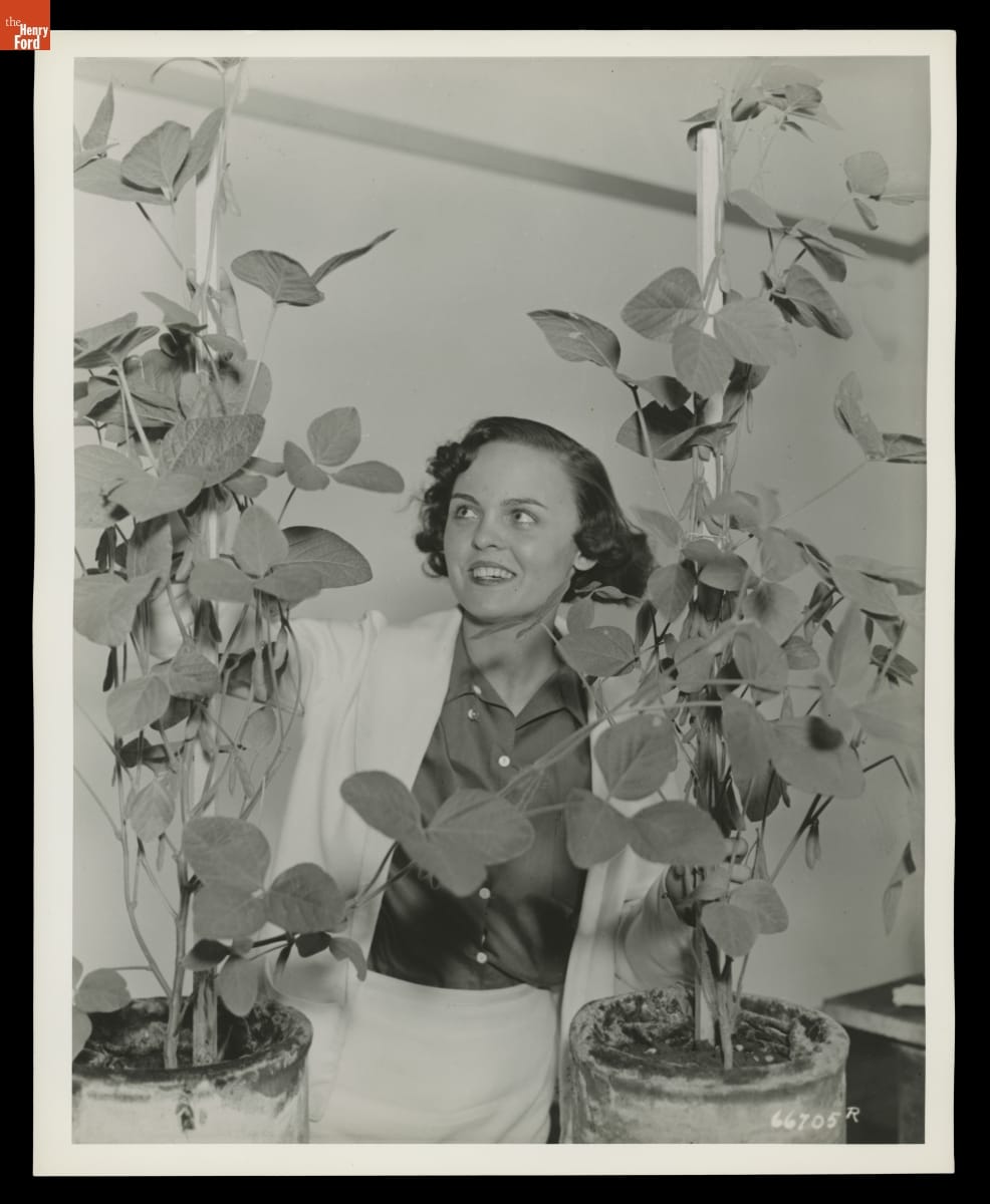 Soybean Plants on Display at the Michigan State Fair, September 10, 1936