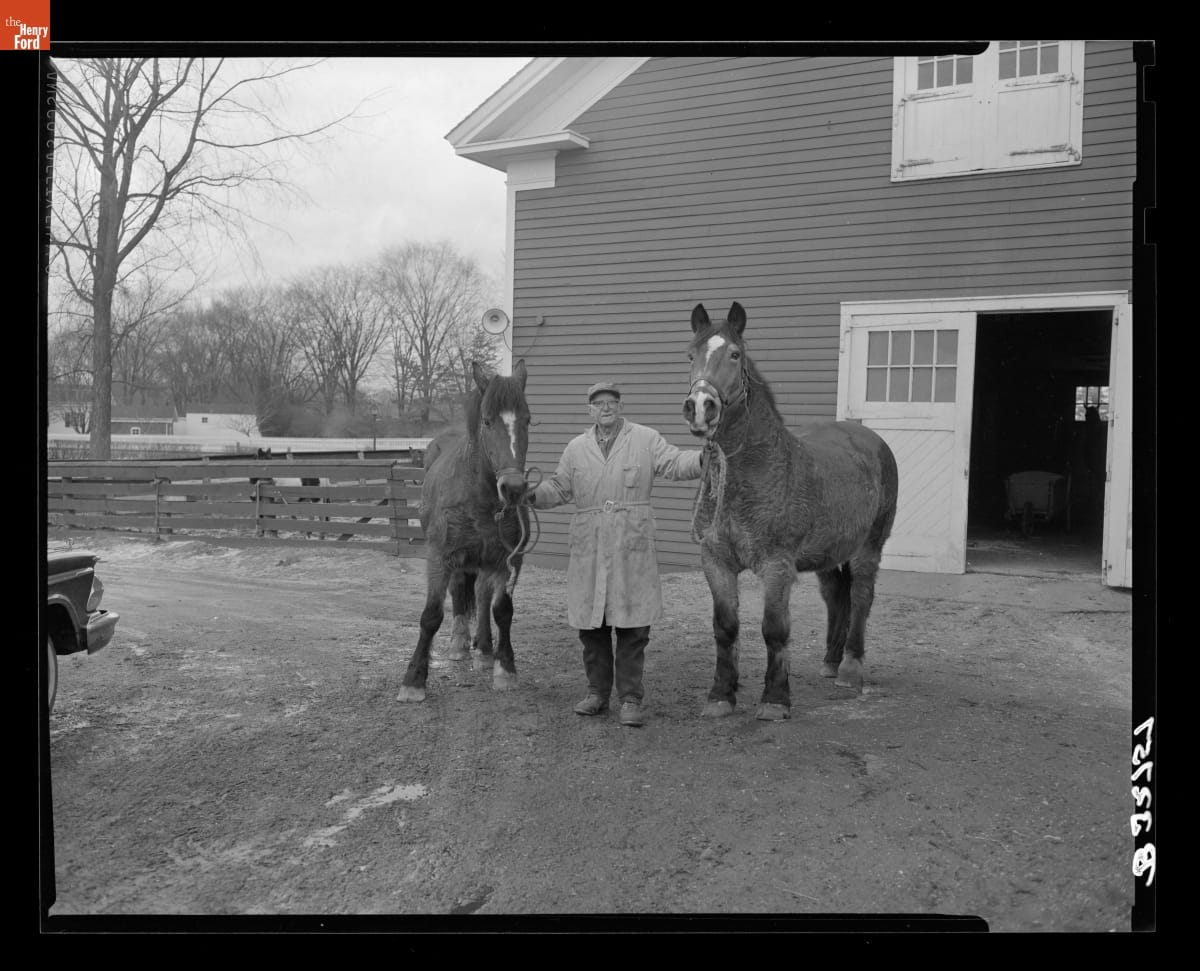 Greenfield Village Horses Mae and Queen with Ernie Templin, March 1963
