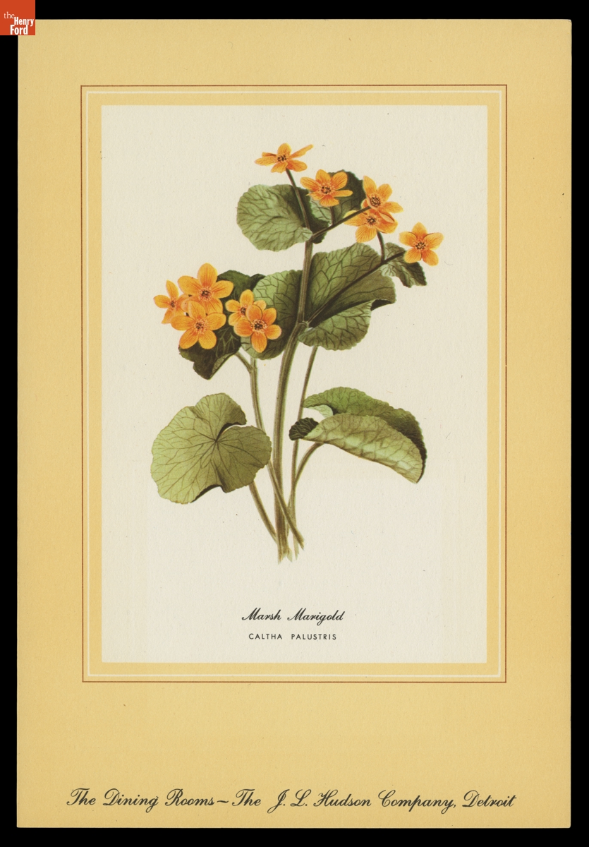 "Michigan Wild Flowers," Menu from The Dining Rooms at the J. L. Hudson Company, Detroit, Michigan, 1952