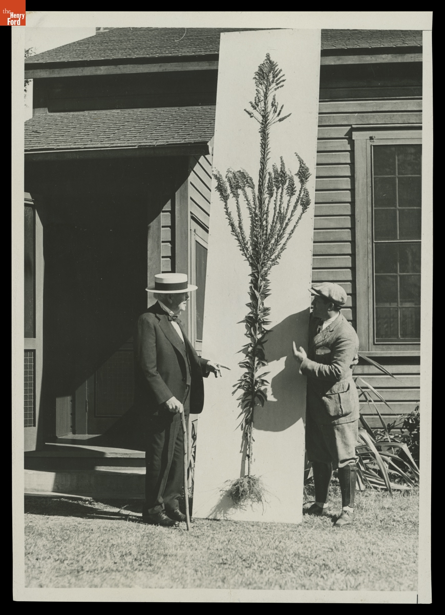 Goldenrod Plant at the Edison Botanic Research Laboratory, Fort Myers, Florida, January 28, 1931